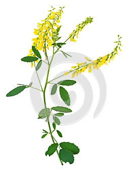 Medicinal plant: Melilotus officinalis (Yellow Sweet Clower)