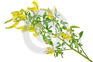 Medicinal plant: Melilotus officinalis (Yellow Sweet Clower)