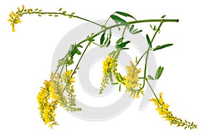 Medicinal plant: Melilotus officinalis (Yellow Sweet Clower)