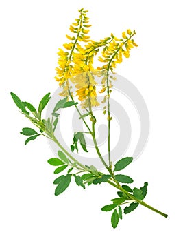 Medicinal plant: Melilotus officinalis Yellow Sweet Clower