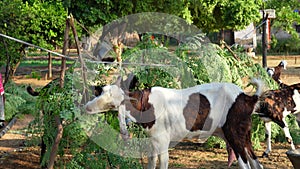 Medicinal Plant Of Moringa Or Drumstick, Goats and goat lings eating green leaves of moringa tree. Farmer woman take care of her