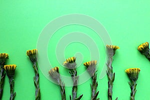 Medicinal plant mother and stepmother on a green background