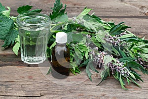 Medicinal plant motherwort and tincture of motherwort photo