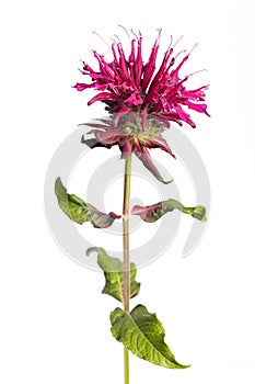 Medicinal plant from my garden: flower and leafs of Monarda didyma Indiandernessel / Goldmelisse isolated on white background