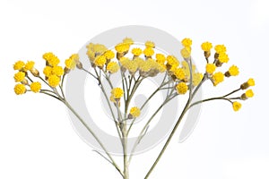 Medicinal plant from my garden: Helichrysum italicum  curry plant  detail of yellow flowers isolated on white background side vi