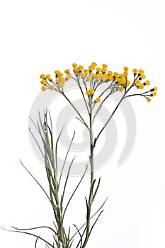 Medicinal plant from my garden: Helichrysum italicum  curry plant  detail of yellow flowers and leafs isolated on white backgrou