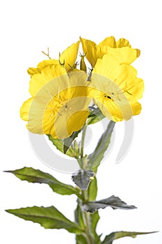 Medicinal plant from my garden: oenothera biennis evening primerose open flowers isolated on white background