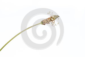 Medicinal plant from my garden: Plantago lanceolata  ribwort plantain  detail of blossom isolated on white background horizontal