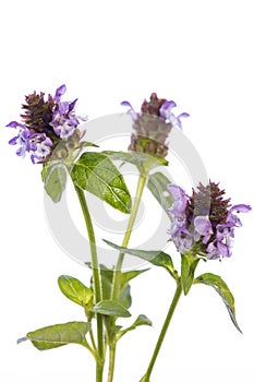 Medicinal plant from my garden: Prunella vulgaris  common self-heal  flowers and leafs isolated on white background