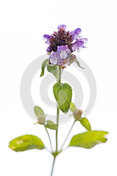 Medicinal plant from my garden: Prunella vulgaris  common self-heal  single flower with leafs isolated on white background