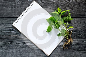 Medicinal plant nettle Urtica dioica and notebook