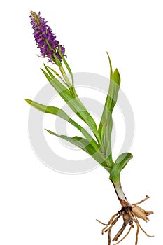 Medicinal plant: Orchid - Dactylorhiza fushsii