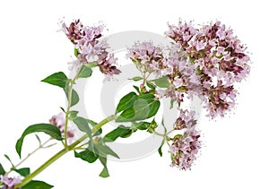 Medicinal plant: Origanum vulgare