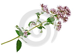 Medicinal plant: Origanum vulgare