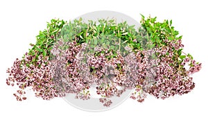 Medicinal plant: Origanum vulgare