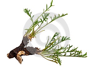 Medicinal plant: Patrinia intermedia