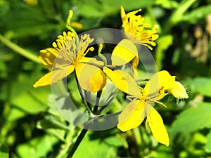 A medicinal plant, poisonous, perennial