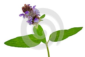 Medicinal plant: Prunella vulgaris. Self-Heal