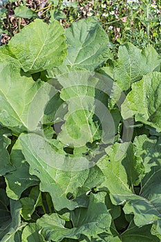 Medicinal plant pubescence Burdock Arctium tomentosum