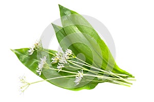 Medicinal plant ramson (allium ursinum)