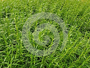 medicinal plant of Romero, textured background