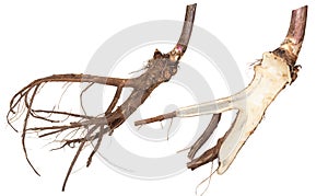 Medicinal plant. The root of elecampane