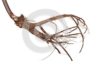 Medicinal plant. The root of elecampane