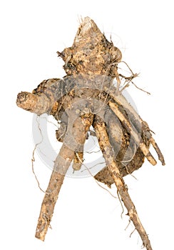 Medicinal plant. The root of elecampane