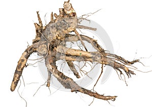 Medicinal plant. The root of elecampane photo