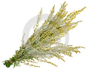 Medicinal plant. Sagebrush photo
