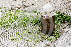 Medicinal plant shepherd's purse (Capsella bursa-pastoris)