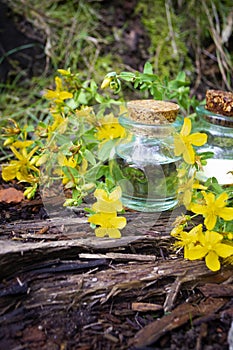 Medicinal plant St. John`s wort Hypericum and pharmaceutical bottle. Actively used in herbal medicine, excellent bee