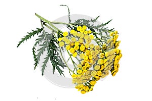 Medicinal plant tansy (Tanacetum vulgare) on a white background photo