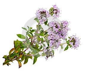 Medicinal plant: Thyme