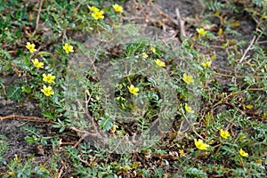 Medicinal plant Tribulus during flowering