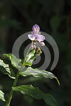 Medicinal plant Tripogandra diuretica or trapoeraba photo