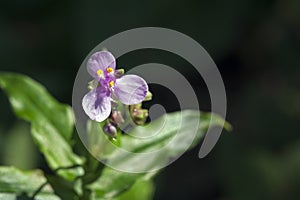 Medicinal plant Tripogandra diuretica or trapoeraba photo