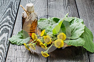 Medicinal plant â€“ coltsfoot (Tussilago farfara) and the infusion