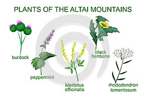 Medicinal plants of the Altai Mountains