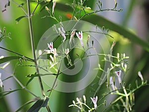 Medicinal plants Andrographis Paniculata Creat, Kariyat, Indian Echinacea with small white flowers on tree, herb plant anti photo