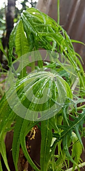 medicinal plants betadine