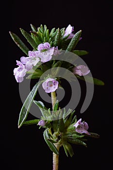 Medicinal plants - Blooming summer savory or thyme flowers Satureja hortensis