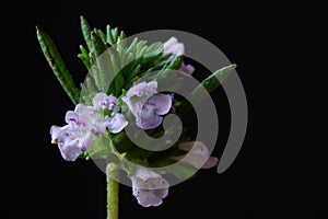 Medicinal plants - Blooming summer savory or thyme flowers, Satureja hortensis