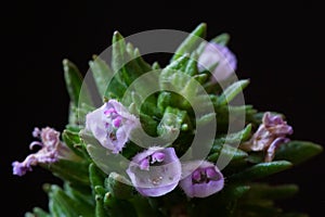 Medicinal plants - Blooming summer savory or thyme flowers, Satureja hortensis