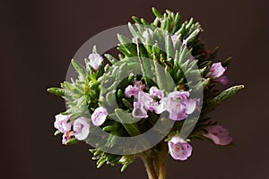 Medicinal plants - Blooming summer savory or thyme flowers, Satureja hortensis