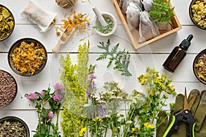 Medicinal plants, bowls of dry medicinal herbs, tea bags, dropper bottle of essential oil, pruner and gloves on wooden table.