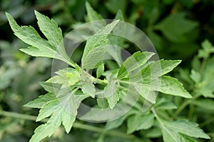 Medicinal plants - Celery or SAGE BRUSH (Apium graveolens L.) photo