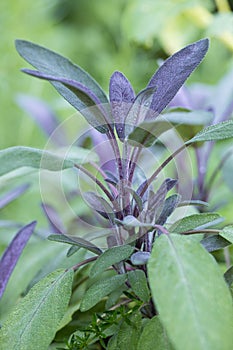 Close-up of red garden sage Salvia officinalis Purpurascens with fresh red green leafs outdoors in the garden on a natural brigh