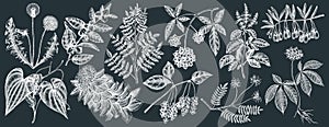 Medicinal plants collection on chalkboard. Hand-sketched adaptogenic berries, weeds, herbs set. Perfect for recipe, label,