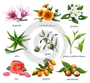 Medicinal plants and flavors. Magnolia, calendula flower, jasmine, aloe, jojoba, tea, rose, argania and macadamia. 3d vector